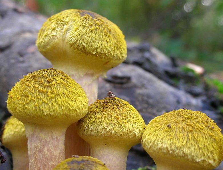 Armillaria ... ma quale?